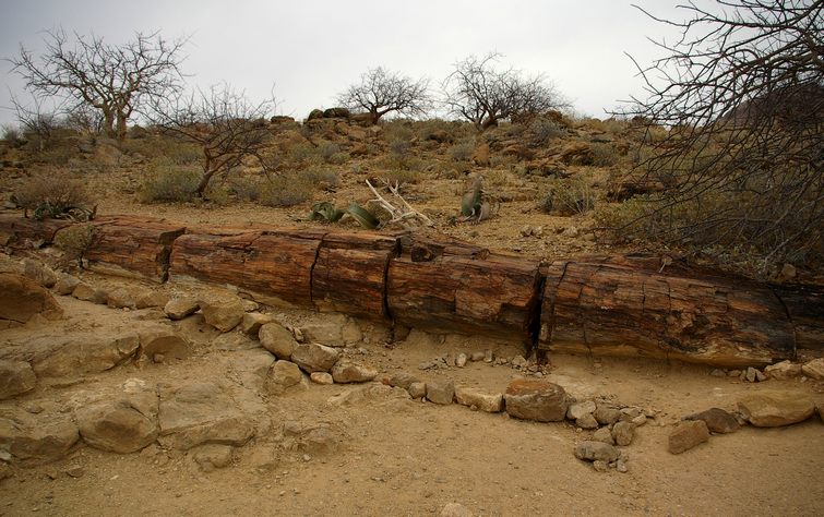 563 Namibia Okt 2006 Versteinerter Wald.JPG